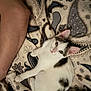 cat, kitten, animal, pet, feline, white, black, patterned_blanket, fabric, bed, resting, curious, looking_up, indoor, human_leg, skin, relaxing, cozy, domestic, cute