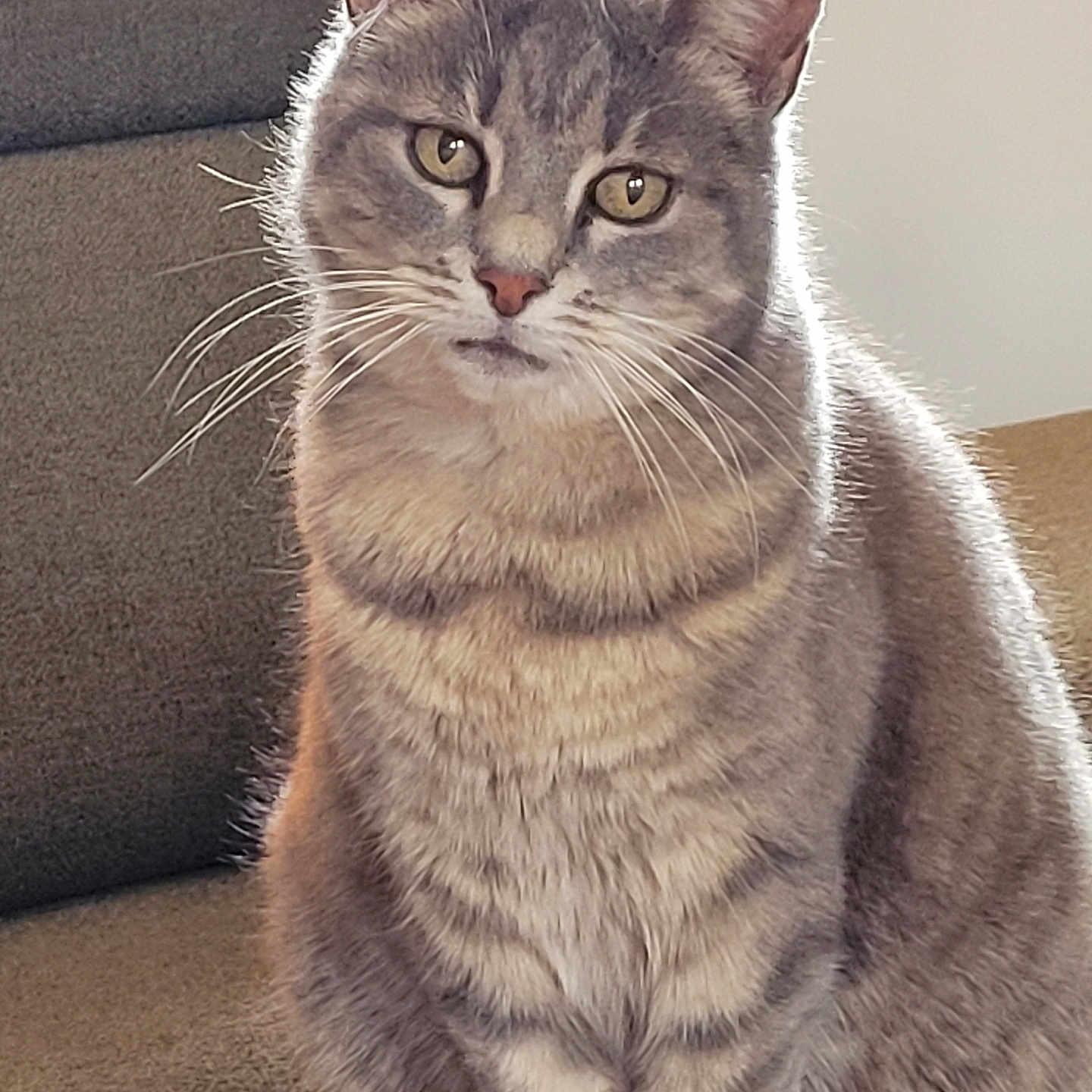 Princesse a rejoint le concours — aidez-le/la à gagner de superbes lots ! animal, calm, carpet, cat, close_up, couch, domestic_cat, ears, eyes, face, feline, fur, grey_tabby, home, indoor, looking_at_camera, pet, quiet, sitting, whiskers
