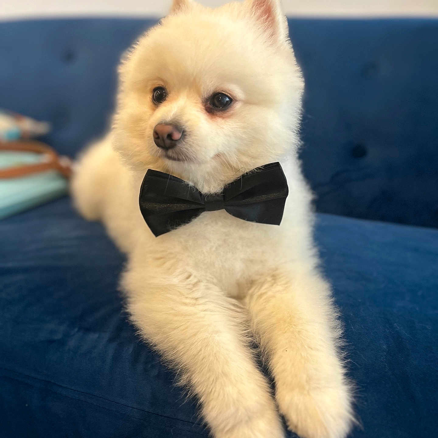 Tresor participe au concours pour gagner de l'argent avec cette photo : accessories, animal, bowtie, canine, clothing, couch, dog, eskimodog, face, formalwear, furniture, head, person, pet, photography, portrait, puppy, suit, tie, whitedog