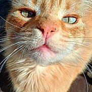 Angela Bishop is registered to the contest to win money with this photo: cat, orange_tabby, close_up, whiskers, outdoor, wooden_floor, pet, animal, feline, curious, sunlight, ears, eyes, face, fur, nose, paw, portrait, daylight, domestic_cat