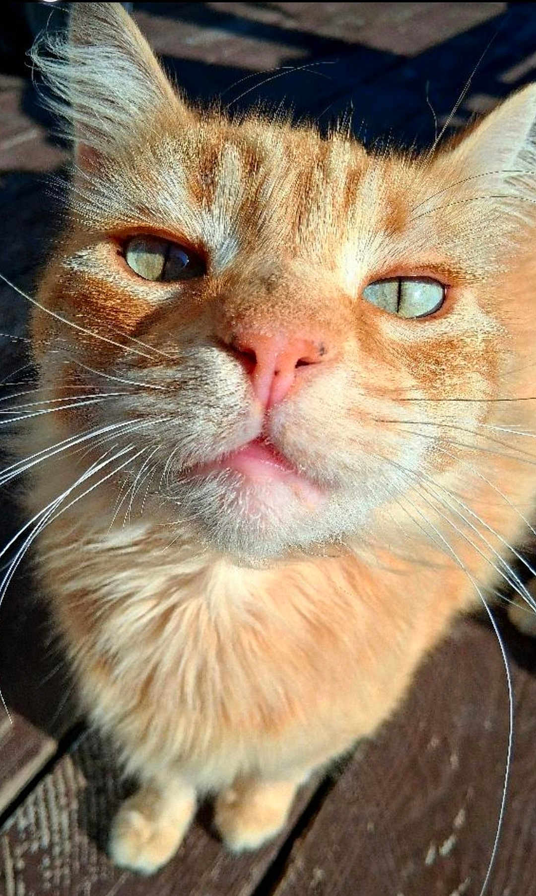 Angela Bishop is registered to the contest to win money with this photo: cat, orange_tabby, close_up, whiskers, outdoor, wooden_floor, pet, animal, feline, curious, sunlight, ears, eyes, face, fur, nose, paw, portrait, daylight, domestic_cat