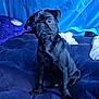 animal, bed, black_dog, blanket, blue_background, cozy, cute, dog, domestic_animal, ears, face, fur, indoor, looking, paw, pet, pug, puppy, sitting, small_dog