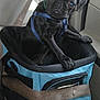 Breezin is registered to the contest to win money with this photo: animal, black_pug, blue_bag, canine, car_seat, cute, dog, harness, indoor, looking, pet_accessory, pet_carrier, pet_travel, puppy, seatbelt, sitting, small_dog, transportation, travel, young_animal
