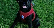 Breezin joined the competition — help win amazing prizes! animal, black_dog, canine, companion, cute, dog, fur, grass, greenery, nature, outdoor, pet, playful, pug, puppy, red_harness, sitting, small_dog, tongue_out, young_dog