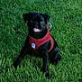 dog, pug, black_dog, pet, grass, outdoor, animal, canine, puppy, sitting, red_harness, tongue_out, cute, playful, young_dog, nature, greenery, fur, small_dog, companion