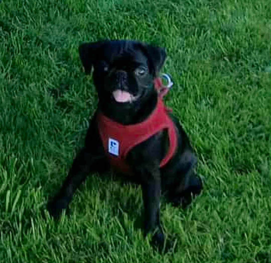 Breezin joined the competition — help win amazing prizes! dog, pug, black_dog, pet, grass, outdoor, animal, canine, puppy, sitting, red_harness, tongue_out, cute, playful, young_dog, nature, greenery, fur, small_dog, companion