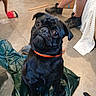 dog, pug, black_dog, pet, indoor, floor, person, legs, shoe, orange_collar, green_tarp, concrete_floor, furniture, box, plastic, curious, sitting, animal, canine, companion