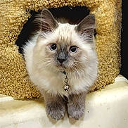 Finn joined the competition — help win amazing prizes! kitten, cat, pet, fluffy, collar, bell, fur, cute, animal, feline, indoor, cozy, cat_condo, curious, whiskers, ears, paws, close_up, adorable, young