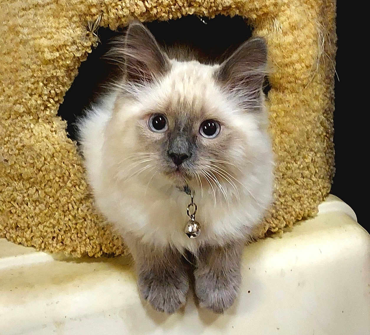 Finn joined the competition — help win amazing prizes! kitten, cat, pet, fluffy, collar, bell, fur, cute, animal, feline, indoor, cozy, cat_condo, curious, whiskers, ears, paws, close_up, adorable, young