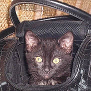 Sam joined the competition — help win amazing prizes! animal, background, black_cat, cat, close_up, cozy, curious, cute, fur, handbag, handle, indoor, kitten, leather, pet, purse, small, texture, yellow_eyes, zipper