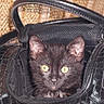 animal, background, black_cat, cat, close_up, cozy, curious, cute, fur, handbag, handle, indoor, kitten, leather, pet, purse, small, texture, yellow_eyes, zipper