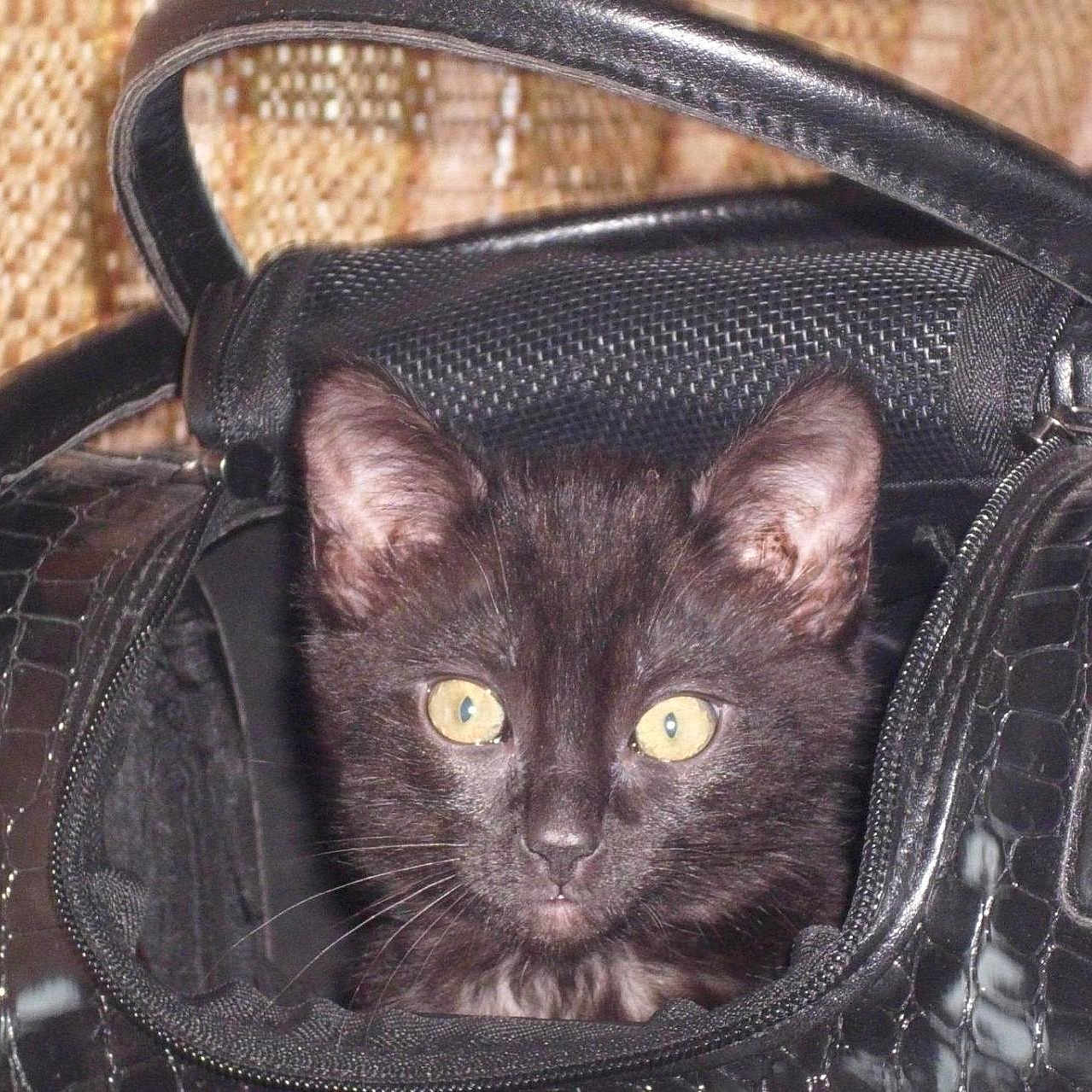 Sam