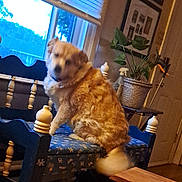 Baby is registered to the contest to win money with this photo: bench, blue, blur, cleaning_spray, collar, cushion, decor, dog, door, fur, furniture, household, indoor, motion_blur, pet, plant, table, tail, window, wood