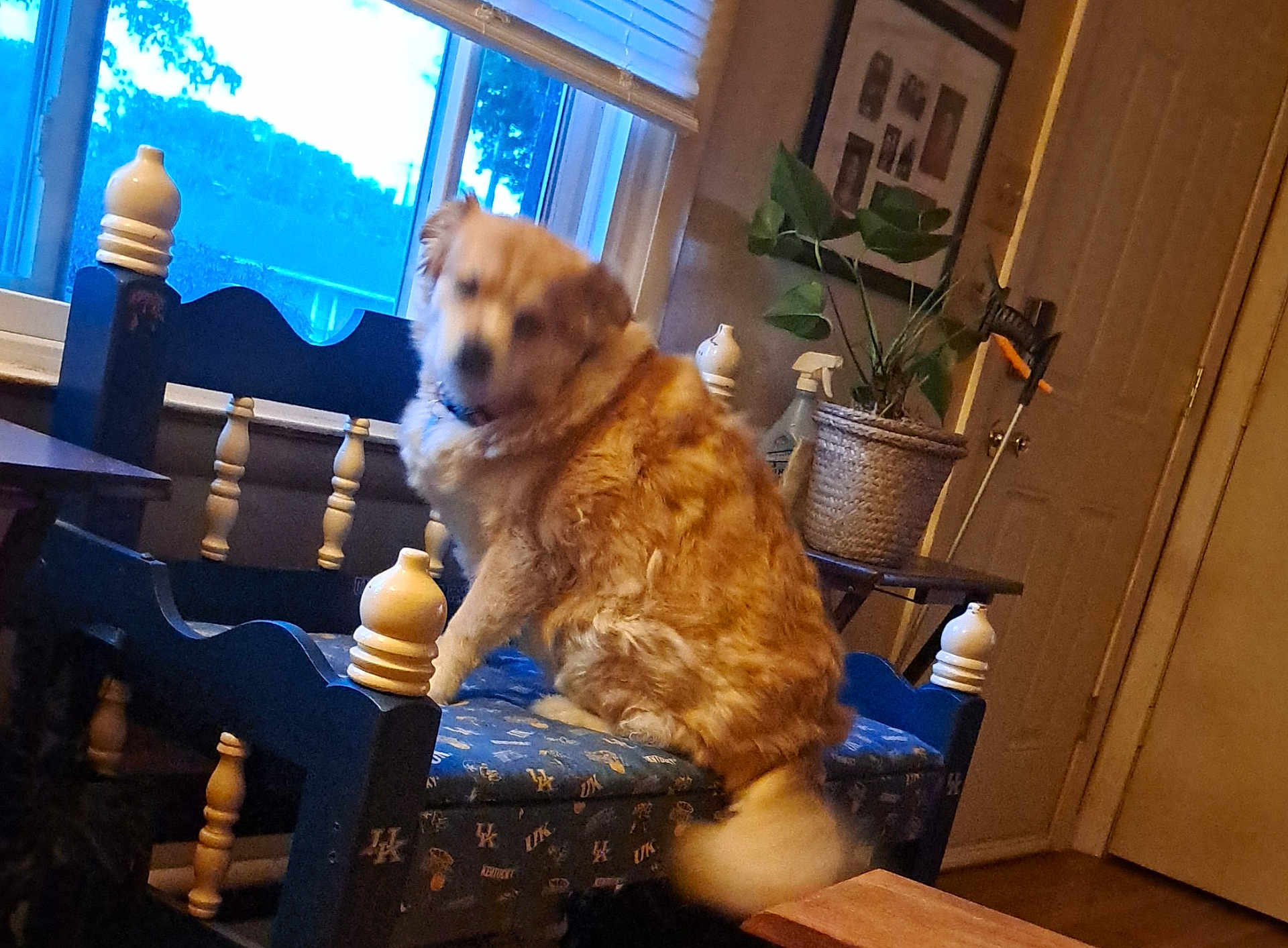 Baby is registered to the contest to win money with this photo: bench, blue, blur, cleaning_spray, collar, cushion, decor, dog, door, fur, furniture, household, indoor, motion_blur, pet, plant, table, tail, window, wood