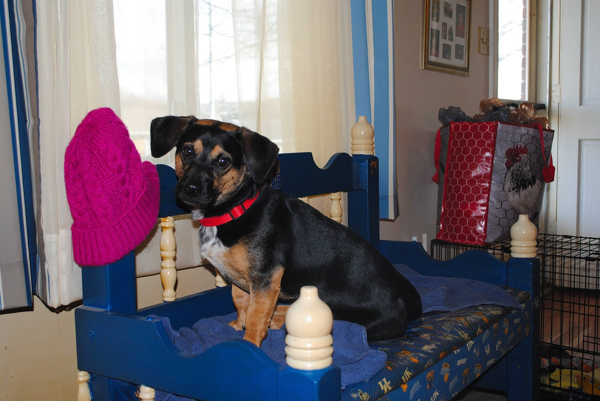 Willie is registered to the contest to win money with this photo: canidae, carnivore, chair, collar, comfort, companion_dog, couch, curtain, dog, dog_breed, dog_collar, dog_supply, flooring, guard_dog, pet_supply, room, sporting_group, toy_dog, window, working_animal