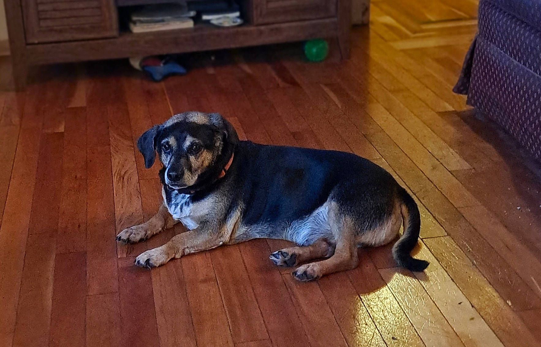 Willie is registered to the contest to win money with this photo: canidae, carnivore, companion_dog, dog, dog_breed, fawn, floor, flooring, fur, hardwood, laminate_flooring, snout, sporting_group, tail, varnish, wood, wood_flooring, wood_stain, working_animal, working_dog