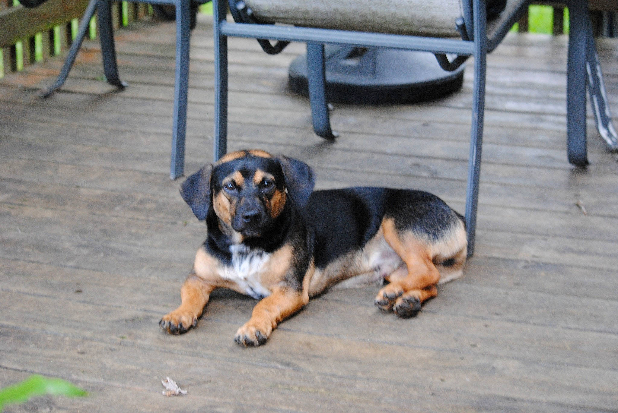 Willie joined the competition — help win amazing prizes! asphalt, automotive_tire, canidae, carnivore, chair, companion_dog, dog, dog_breed, floor, flooring, paw, road_surface, snout, sporting_group, working_dog