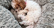 Dolce joined the competition — help win amazing prizes! dog, puppy, sleeping, curly_fur, fluffy, pet_bed, cozy, resting, cute, animal, domestic_animal, fur, small_dog, relaxation, indoor, bed, comfort, cute_pet, canine, nap