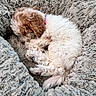 dog, puppy, sleeping, curly_fur, fluffy, pet_bed, cozy, resting, cute, animal, domestic_animal, fur, small_dog, relaxation, indoor, bed, comfort, cute_pet, canine, nap