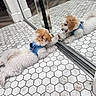 Dolce is registered to the contest to win money with this photo: dog, puppy, mirror, reflection, floor, tile_floor, hexagonal_tiles, blue_harness, playful, indoor, pet, white_dog, brown_patch, lying_down, paw, cute, small_dog, home, wall, door_frame