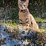 Zelda a rejoint le concours — aidez-le/la à gagner de superbes lots ! cat, kitten, tabby, leash, collar, outdoor, grass, rock, nature, sunlight, animal, pet, curious, sitting, feline, young, mammal, wildlife, greenery, daylight