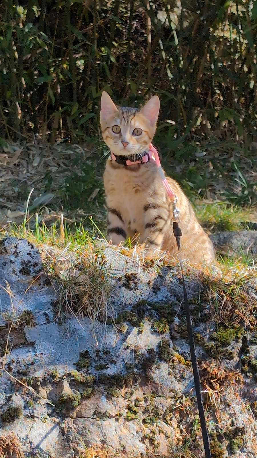 Zelda