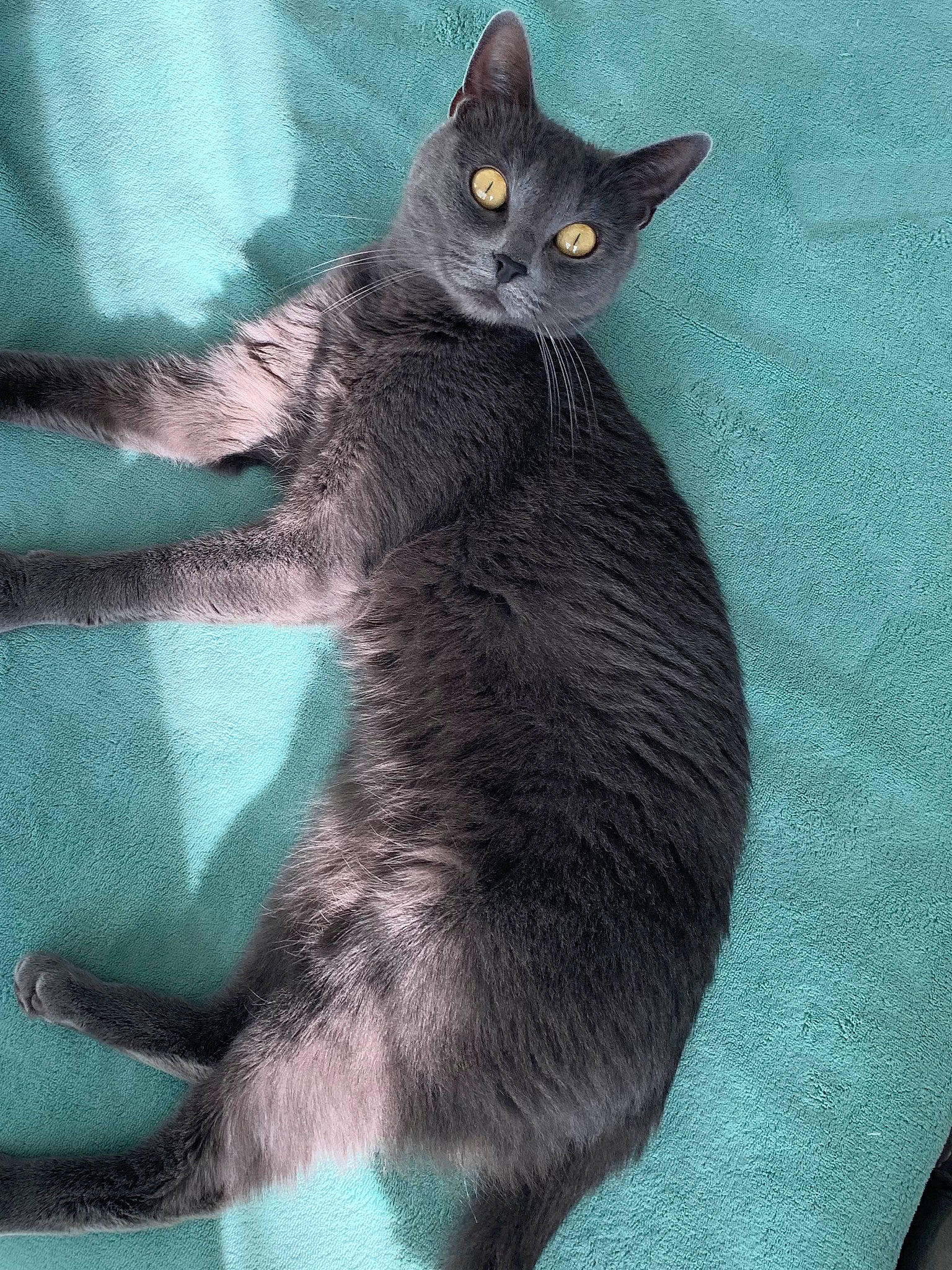 Calinette participe au concours pour gagner de l'argent avec cette photo : asian, black_cat, burmese, carnivore, cat, chartreux, domestic_short_haired_cat, felidae, german_rex, korat, mammal, nebelung, russian_blue, small_to_medium_sized_cats, tail, vertebrate, whiskers