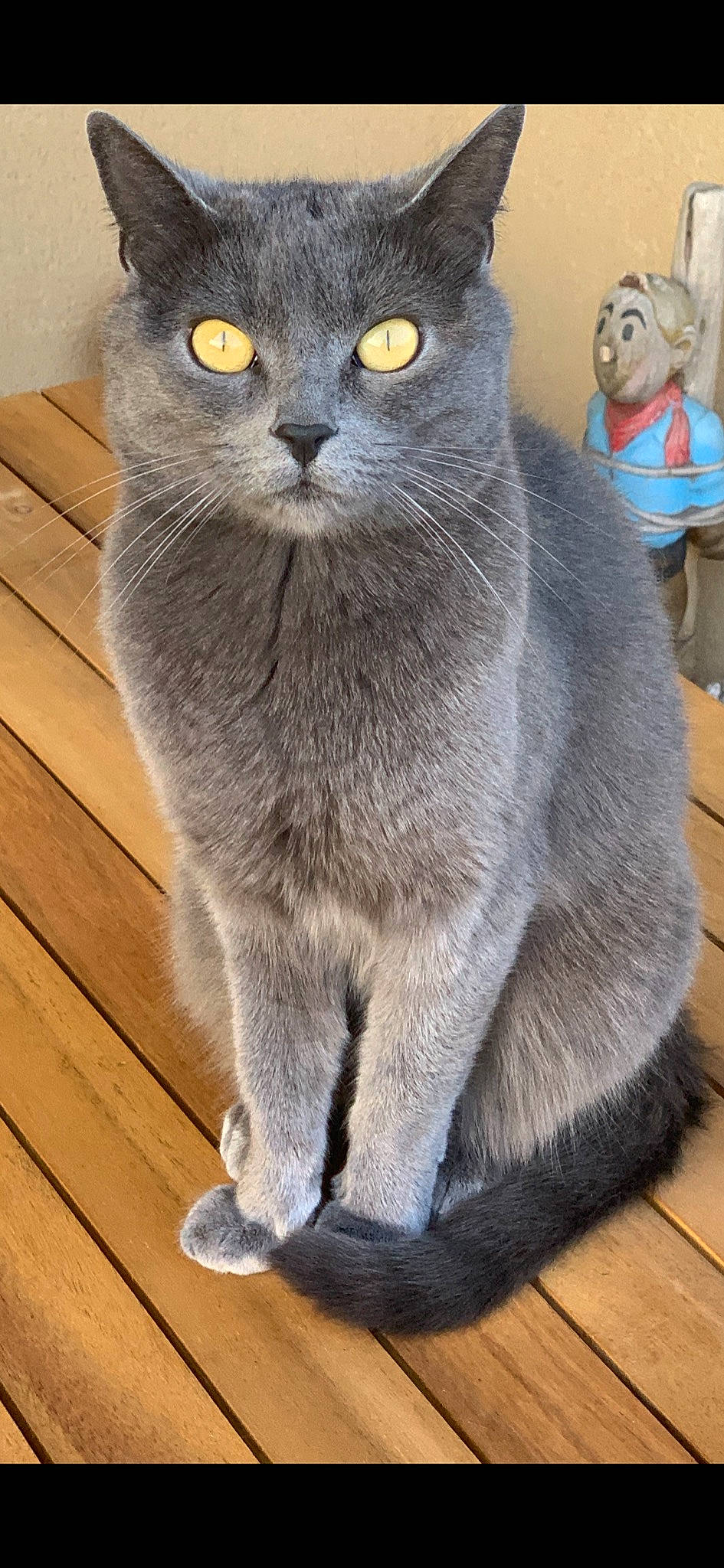 Calinette a rejoint le concours — aidez-le/la à gagner de superbes lots ! asian, british_longhair, british_shorthair, burmese, carnivore, cat, chartreux, domestic_short_haired_cat, european_shorthair, fawn, felidae, korat, mammal, nebelung, russian_blue, scottish_fold, small_to_medium_sized_cats, snout, vertebrate, whiskers