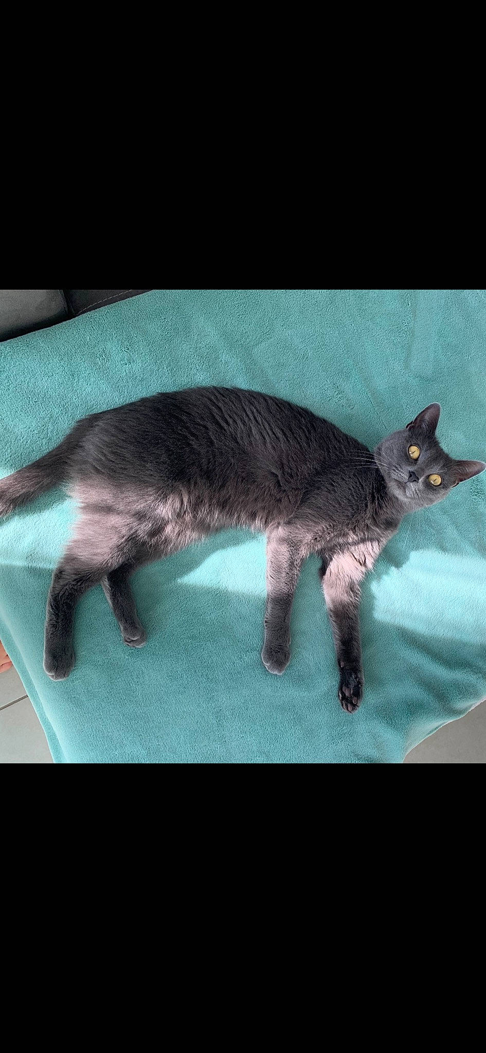 Calinette participe au concours pour gagner de l'argent avec cette photo : asian, carnivore, cat, domestic_short_haired_cat, felidae, fur, german_rex, mammal, oriental_longhair, small_to_medium_sized_cats, tail, vertebrate, whiskers