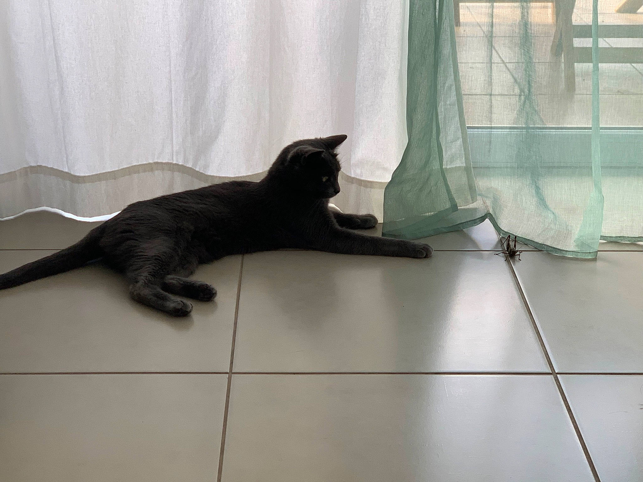 Calinette a rejoint le concours — aidez-le/la à gagner de superbes lots ! black_cat, carnivore, cat, felidae, floor, flooring, hardwood, interior_design, korat, room, russian_blue, small_to_medium_sized_cats, tail, tile, whiskers