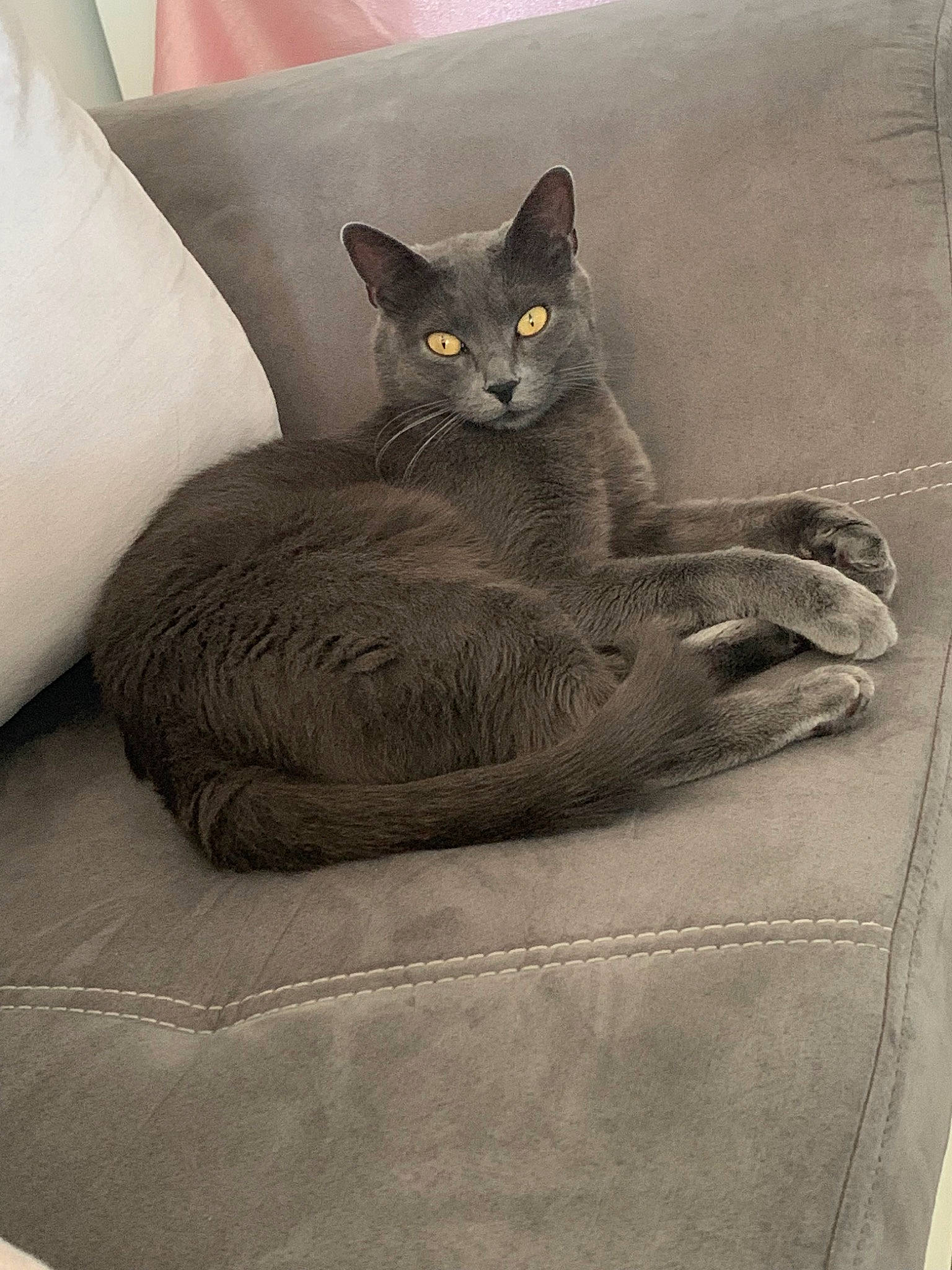 Calinette a rejoint le concours — aidez-le/la à gagner de superbes lots ! asian, british_shorthair, burmese, carnivore, cat, chartreux, domestic_short_haired_cat, european_shorthair, felidae, kitten, korat, mammal, nebelung, russian_blue, small_to_medium_sized_cats, whiskers