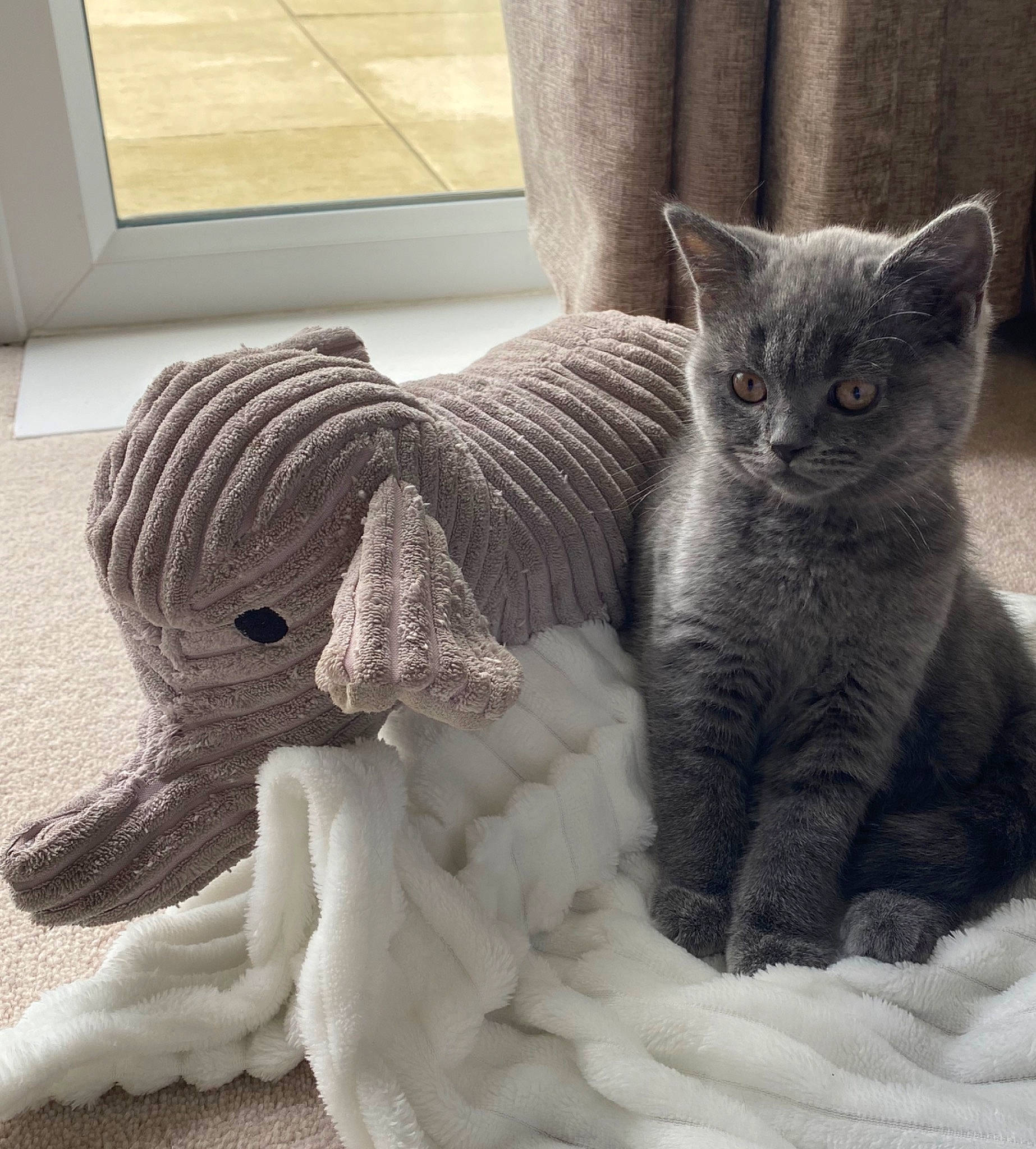 Kevin joined the competition — help win amazing prizes! art, carnivore, cat, cat_supply, comfort, creative_arts, domestic_short_haired_cat, felidae, fur, grey, pattern, paw, small_to_medium_sized_cats, snout, tail, whiskers, window, wood, wool, woolen