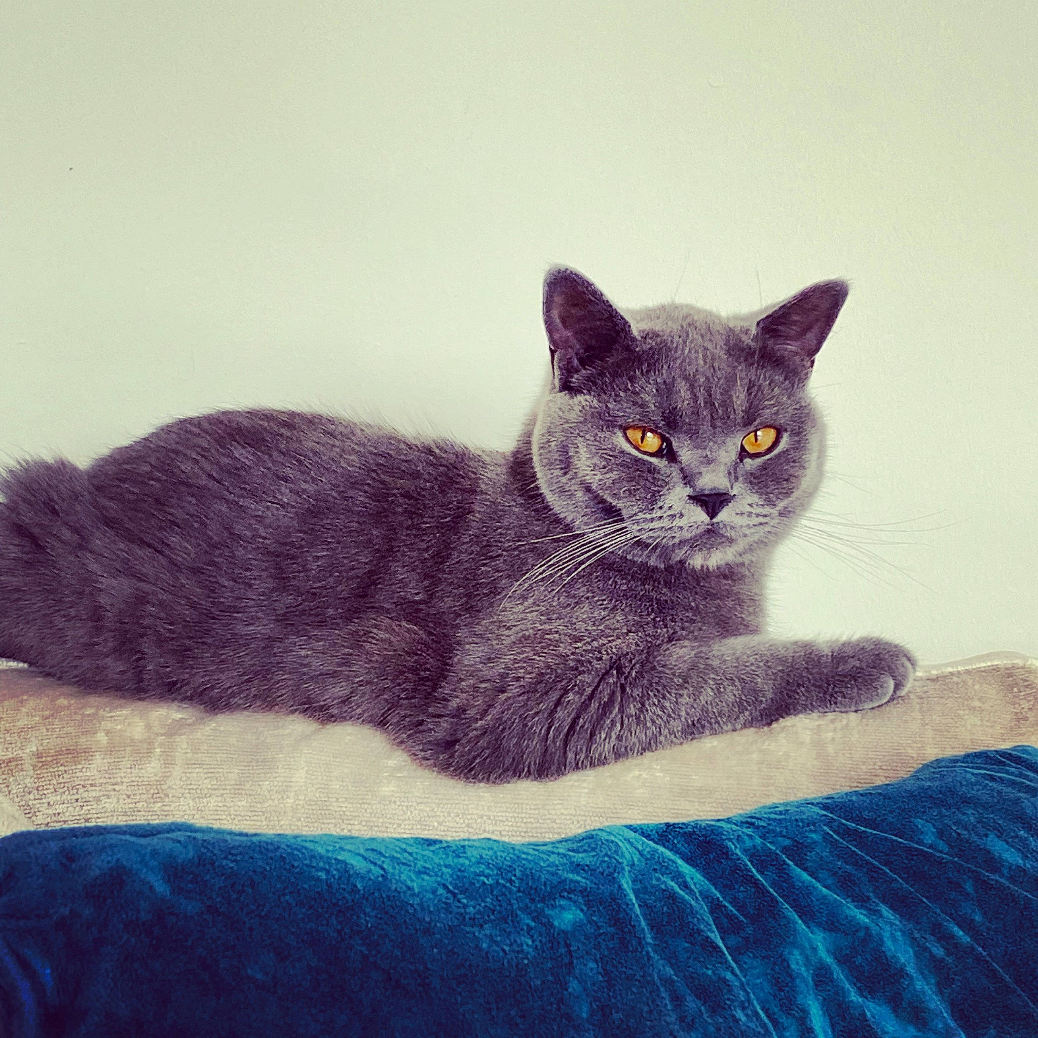 Kevin is registered to the contest to win money with this photo: bed, carnivore, cat, comfort, domestic_short_haired_cat, electric_blue, felidae, fur, grey, russian_blue, sitting, small_to_medium_sized_cats, snout, tail, whiskers, window