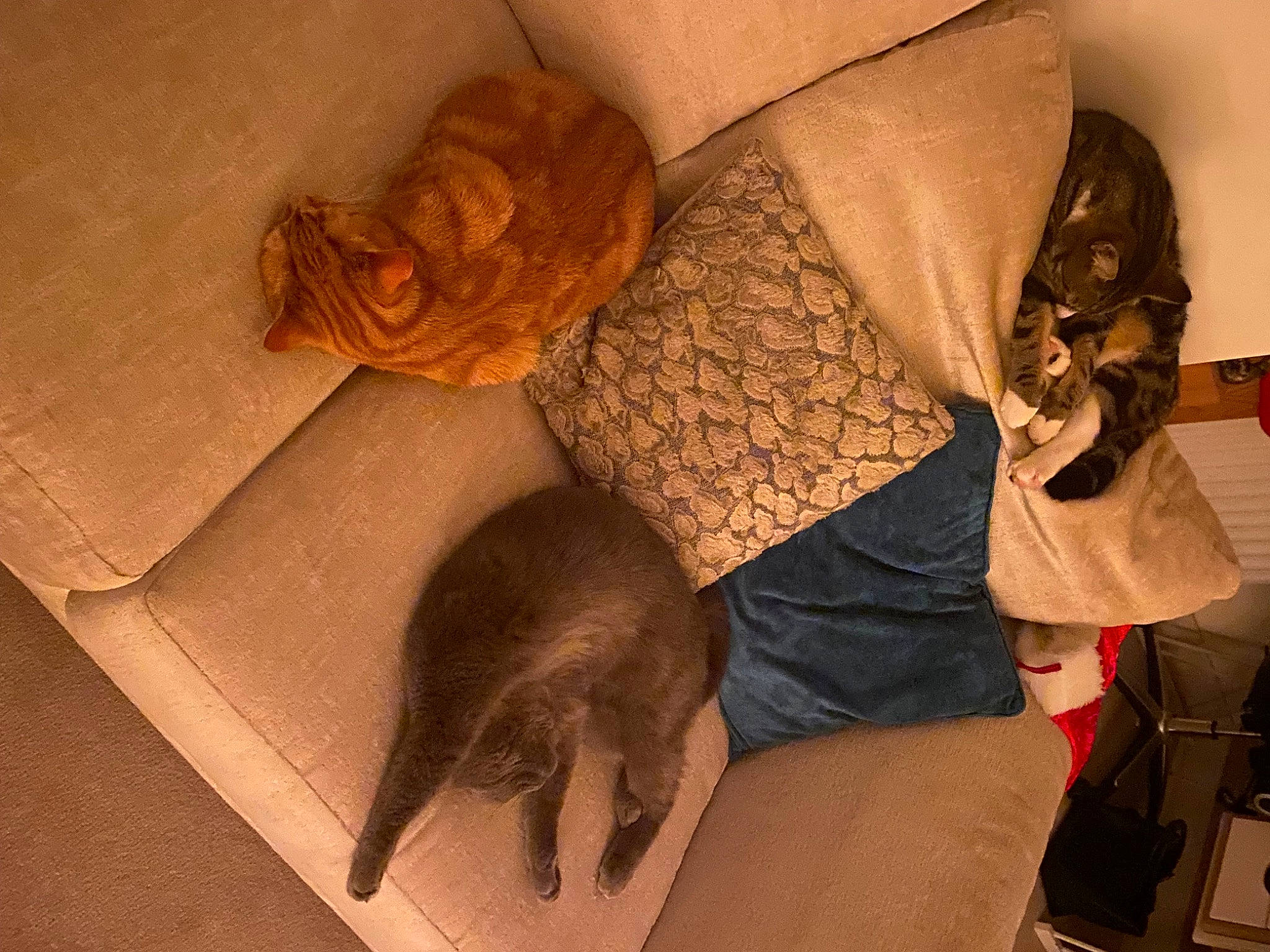 Kevin is registered to the contest to win money with this photo: bag, cat, comfort, eyewear, fashion_accessory, fawn, felidae, flooring, fur, hat, headgear, human_leg, linens, paper, sleeve, small_to_medium_sized_cats, tail, whiskers, wood, wrist