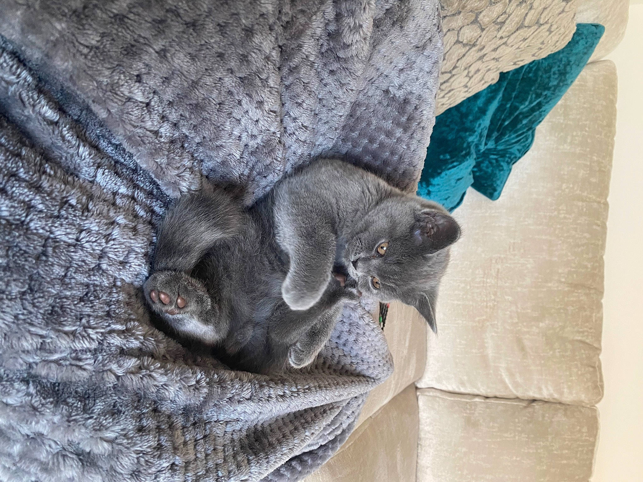 Kevin joined the competition — help win amazing prizes! art, cat, domestic_short_haired_cat, electric_blue, felidae, fur, grey, pattern, plant, russian_blue, sculpture, small_to_medium_sized_cats, tail, terrestrial_animal, tree, whiskers, window, wood