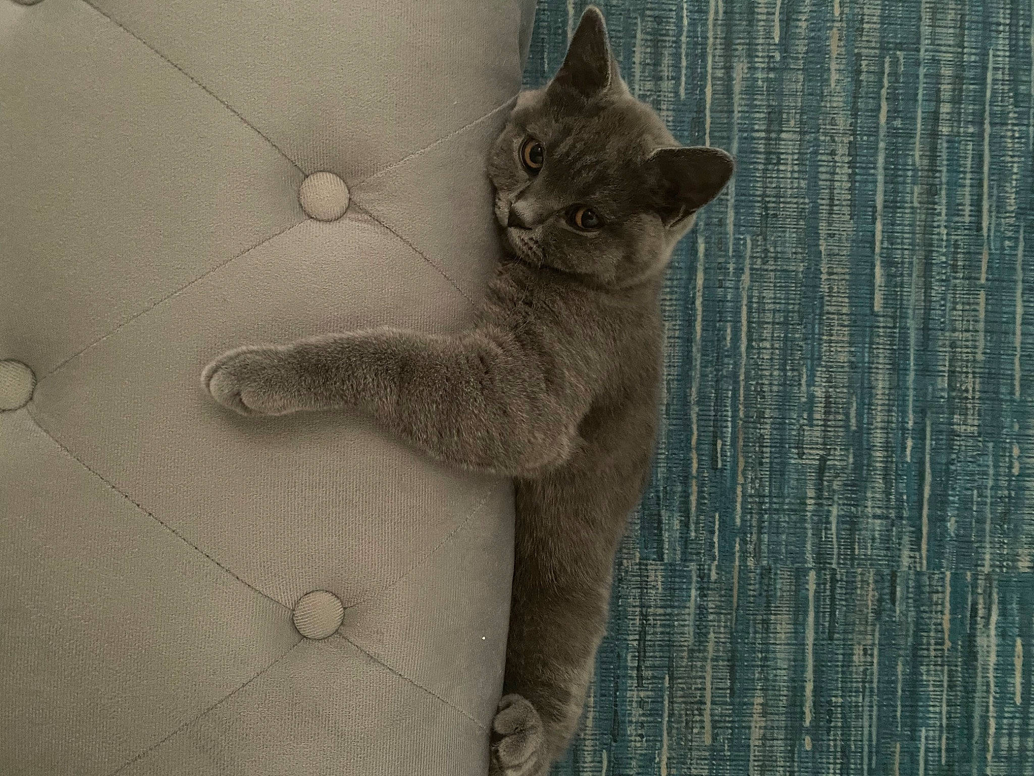 Kevin is registered to the contest to win money with this photo: art, carnivore, cat, domestic_short_haired_cat, eye, fawn, felidae, fur, grey, monochrome_photography, paw, russian_blue, small_to_medium_sized_cats, snout, tail, terrestrial_animal, whiskers, wildlife, window, wood