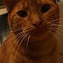 abyssinian, angora, animal, cat, kitten, manx, pet, siamese