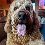 adorable, brown_fur, camera_focus, close_up, couch, curly_fur, dog, eyes, floppy_ears, friendly, goldendoodle, indoor, living_room, muzzle, nose, paws, pet, portrait, tongue_out, whiskers