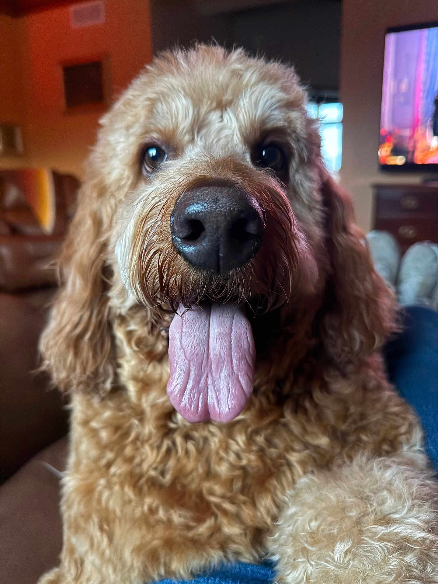 Marley is registered to the contest to win money with this photo: adorable, brown_fur, camera_focus, close_up, couch, curly_fur, dog, eyes, floppy_ears, friendly, goldendoodle, indoor, living_room, muzzle, nose, paws, pet, portrait, tongue_out, whiskers