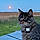 Kitty