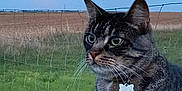 Kitty a rejoint le concours — aidez-le/la à gagner de superbes lots ! cat, tabby, pet, animal, outdoor, twilight, moon, field, fence, grass, collar, tag, portrait, nature, sky, evening, closeup, whiskers, ears, focus