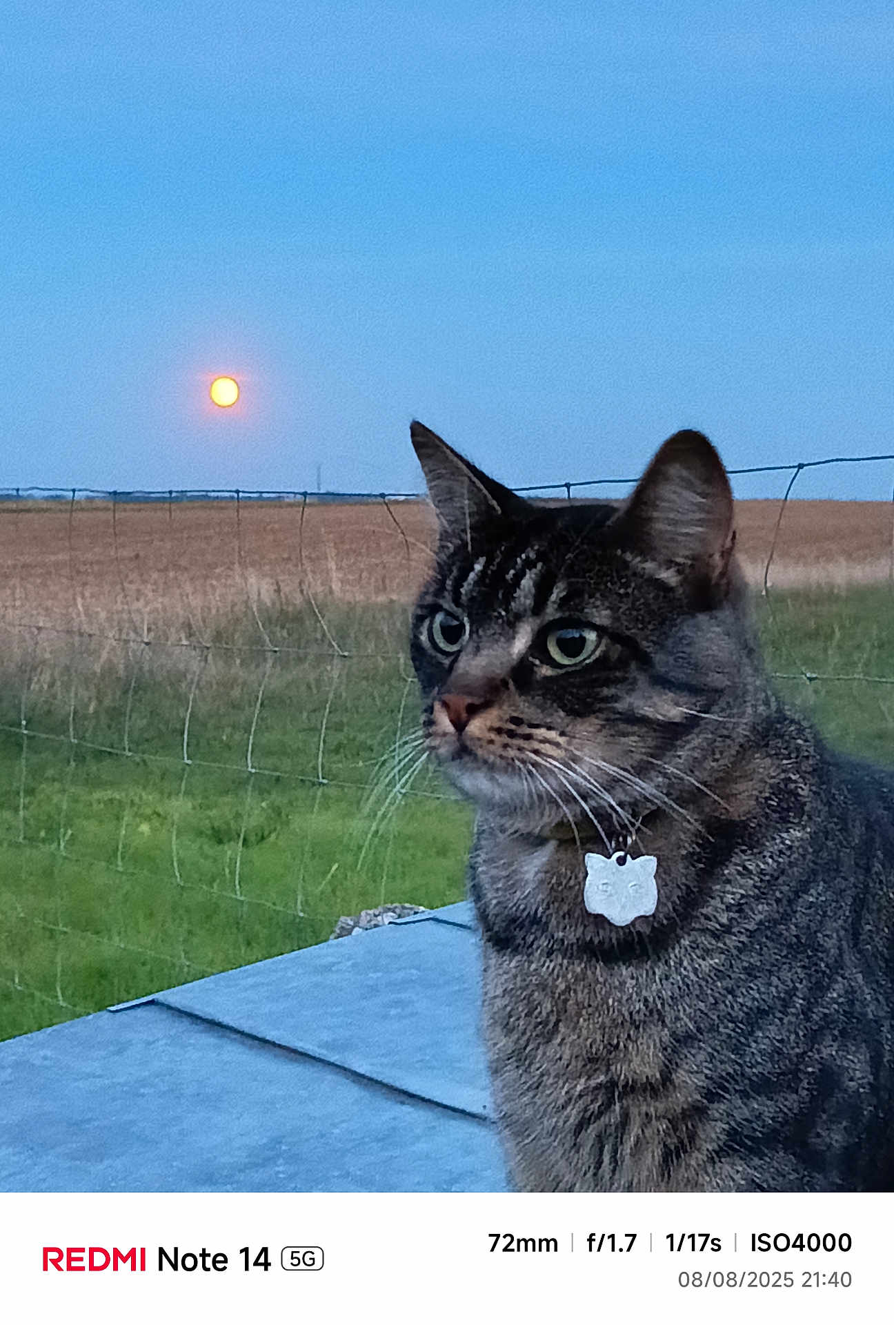 Kitty