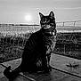 Kitty a rejoint le concours — aidez-le/la à gagner de superbes lots ! cat, tabby, outdoor, sunset, wire_fence, field, animal, pet, sitting, feline, nature, black_and_white, landscape, collar, whiskers, quiet, evening, grass, photography, portrait
