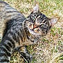 Kitty participe au concours pour gagner de l'argent avec cette photo : cat, tabby, green_eyes, whiskers, fur, grass, outdoor, animal, pet, relaxed, closeup, nature, mammal, lying_down, cute, domestic_cat, looking, daylight, wildlife, feline