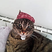 Kitty a rejoint le concours — aidez-le/la à gagner de superbes lots ! cat, tabby_cat, pet, bandana, red_bandana, whiskers, indoor, radiator, fabric, patterned_fabric, closeup, animal, fur, domestic_cat, resting, looking_at_camera, cute, mammal, headwear, cozy