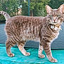 cat, tabby, green_eyes, collar, pet_tag, walking, feline, outdoor, animal, fur, whiskers, ears, tail, nature, mesh_fence, teal_surface, mammal, domestic_animal, side_view, alert