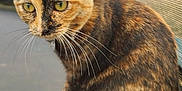 Poppy a rejoint le concours — aidez-le/la à gagner de superbes lots ! cat, tortoiseshell_cat, animal, pet, whiskers, fur, yellow_eyes, trampoline, mesh_netting, outdoor, closeup, sitting, mammal, domestic_animal, feline, nature, portrait, curious, ears, side_view