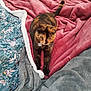 cat, tortoiseshell_cat, pet, animal, bed, blanket, floral_pattern, fabric, stretching, collar, indoor, cozy, soft_texture, pink_blanket, grey_blanket, fur, whiskers, paw, cute, relaxation