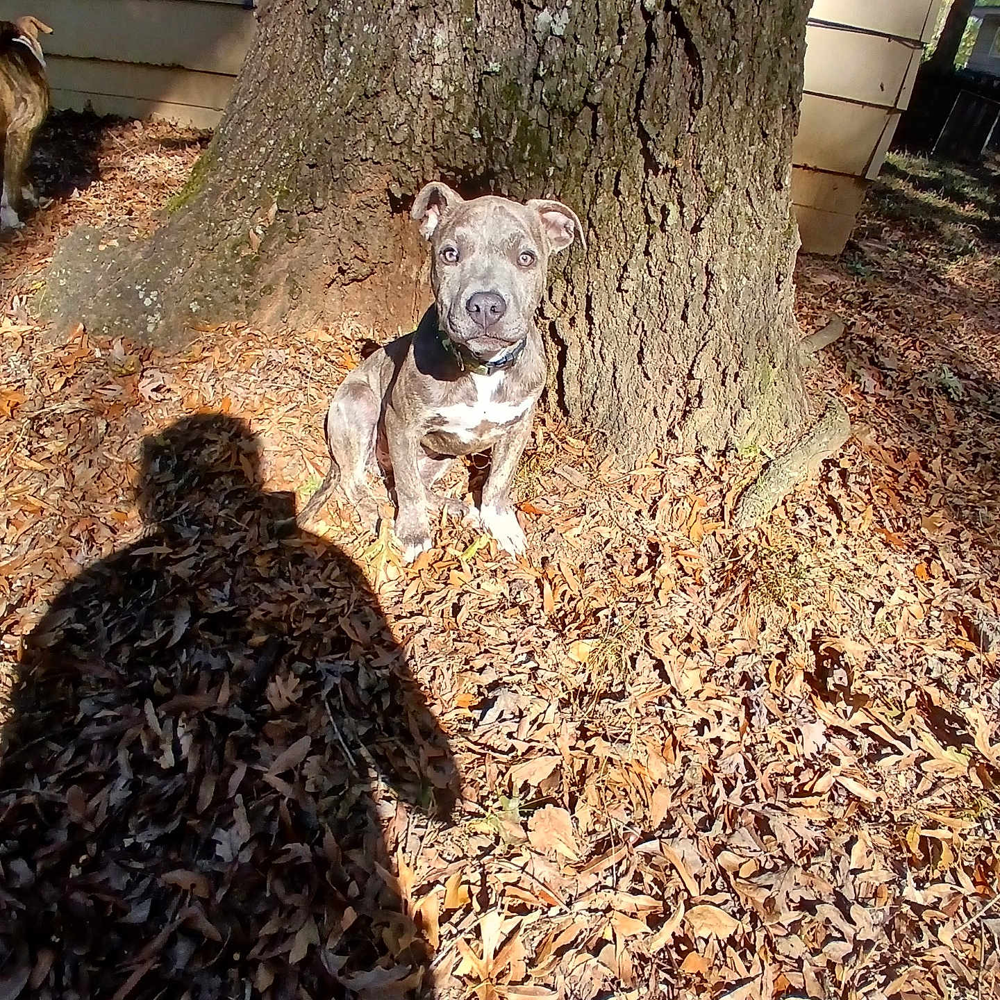 Yogi joined the competition — help win amazing prizes! animal, autumn, background, brown, collar, curious, daylight, dog, house, leaves, nature, outdoor, pet, puppy, shadow, sitting, sunlight, tree, window, yard