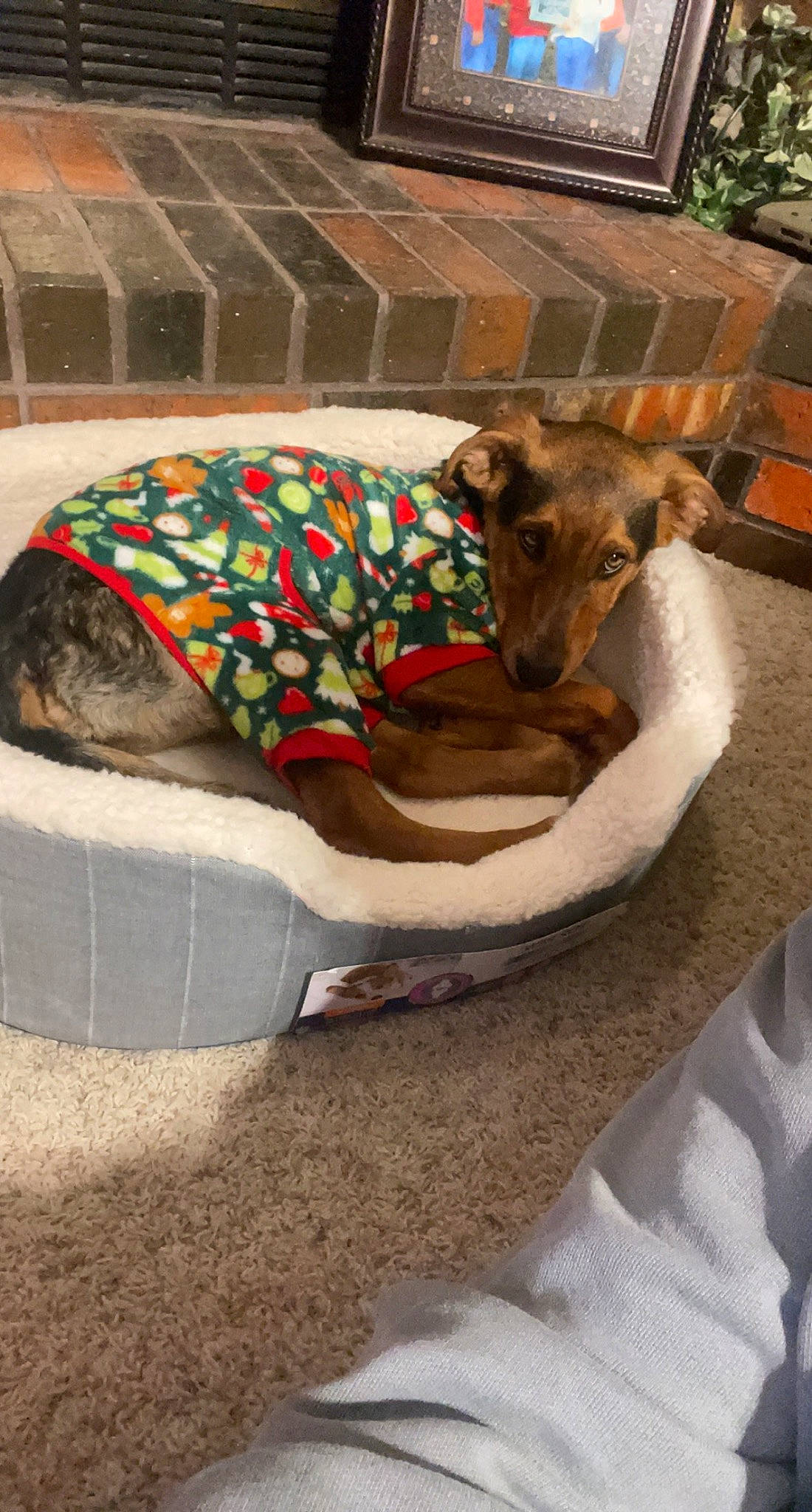 Max joined the competition — help win amazing prizes! art, canidae, carnivore, chair, comfort, companion_dog, dog, dog_breed, dog_supply, fawn, flooring, fur, linens, paw, pet_supply, sporting_group, street_dog, tail, terrestrial_animal, working_animal